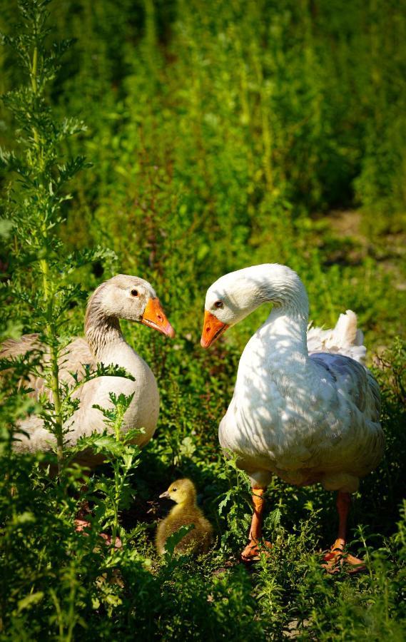Arca Dos Animais - Farming & Spa 카스텔루브랑쿠 외부 사진