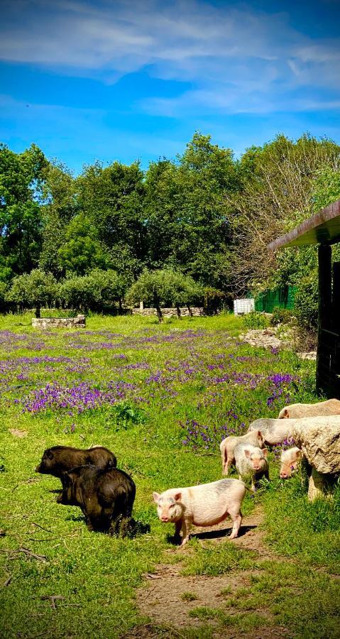 Arca Dos Animais - Farming & Spa 카스텔루브랑쿠 외부 사진