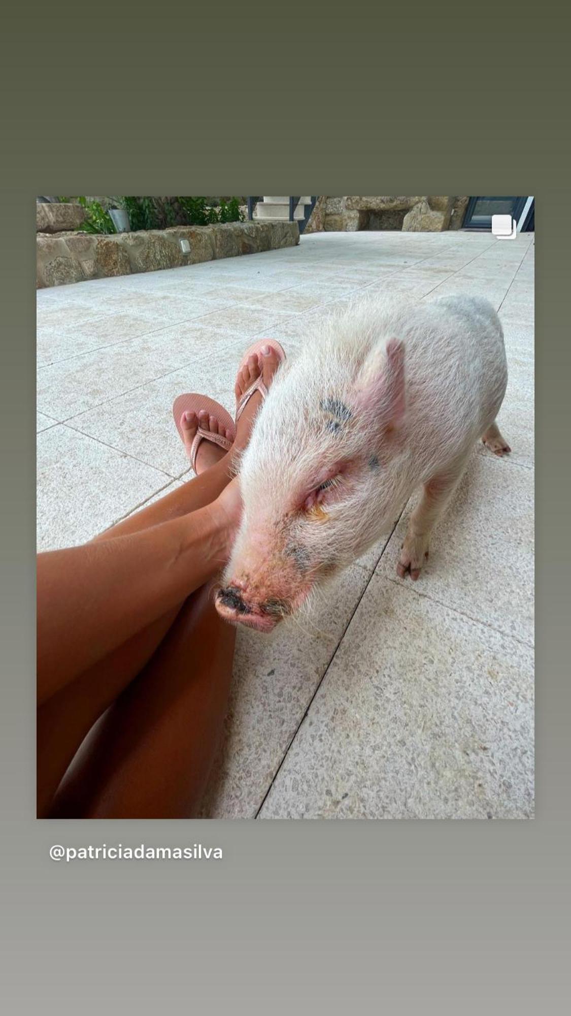 Arca Dos Animais - Farming & Spa 카스텔루브랑쿠 외부 사진